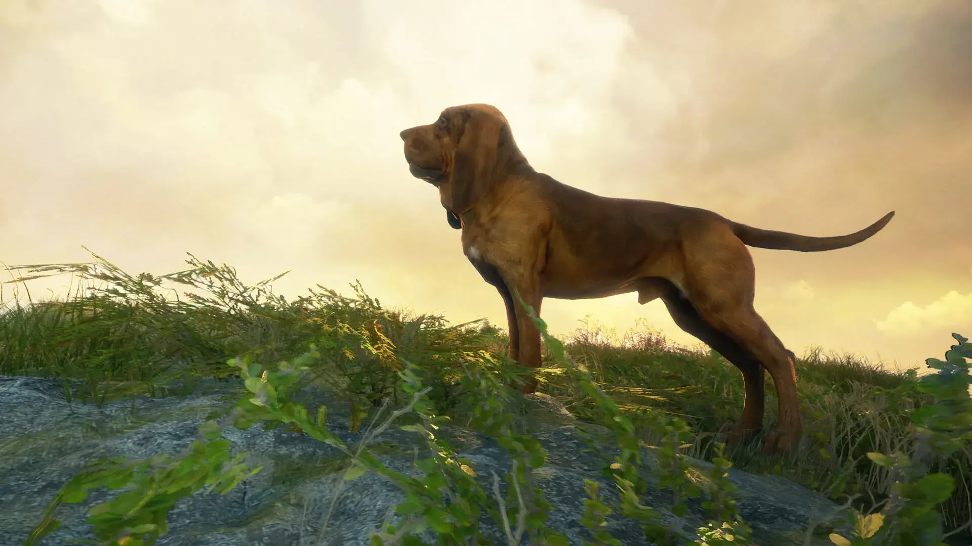 TheHunter: Call of the Wild - Bloodhound - świat gry, lokacja